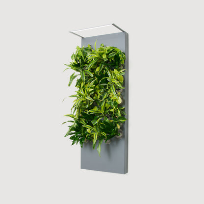 Biome Taiga Smart Living Wall