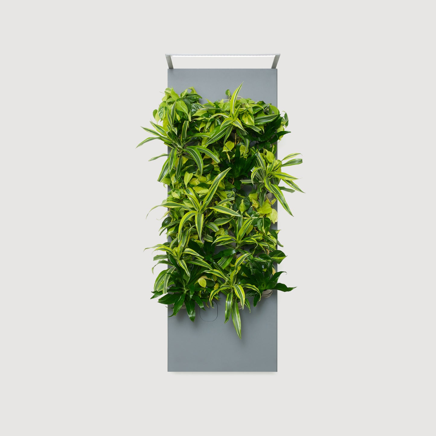 Biome Taiga Smart Living Wall