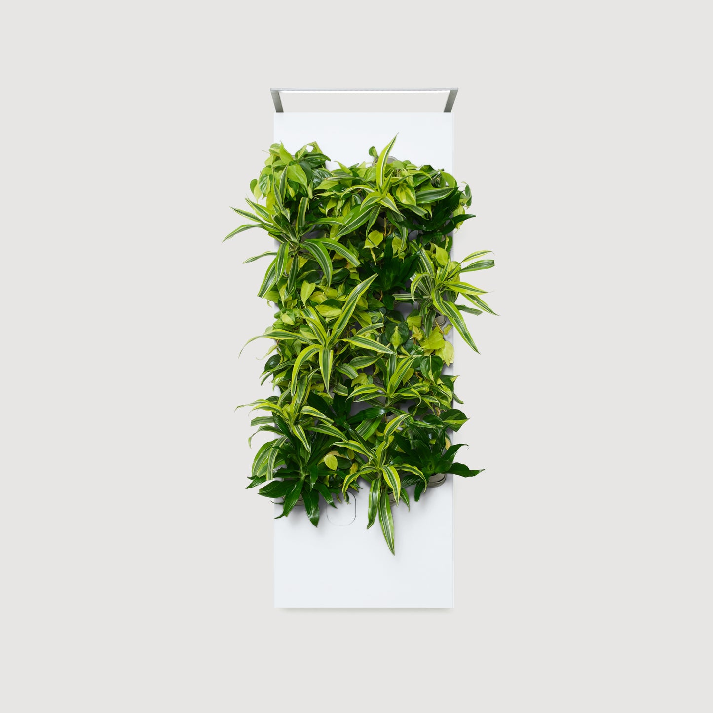 Biome Taiga Smart Living Wall