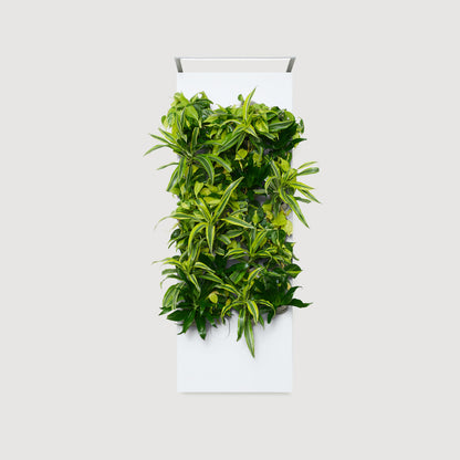 Biome Taiga Smart Living Wall